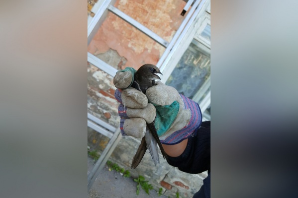 Ласточка застряла под крышей Ласточка застряла под крышей