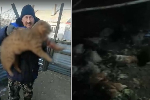 Зверь поплатился за свою жадность — его поймали хозяева птицы Зверь поплатился за свою жадность — его поймали хозяева птицы
