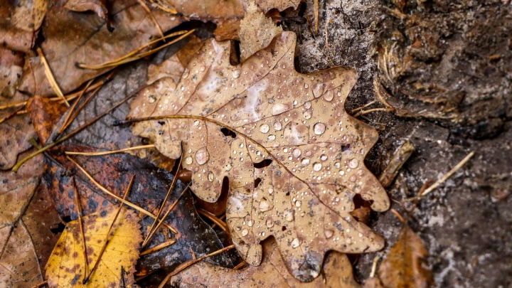 Засыпающая красота: смотрим 12 кадров из осеннего леса