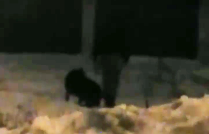Юная нижегородка сняла на видео избиение собаки