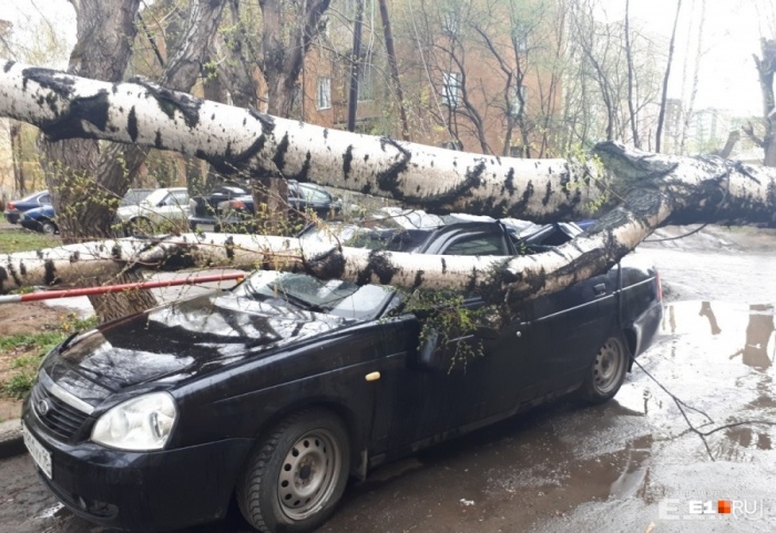 Поваленные сильным ветром деревья в Екатеринбурге не редкость Поваленные сильным ветром деревья в Екатеринбурге не редкость