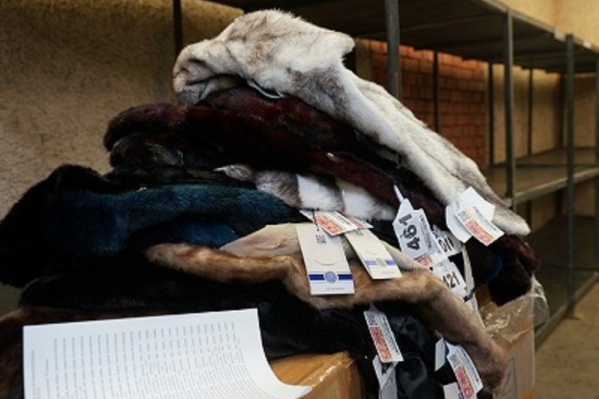В аэропорту Рощино тюменские таможенники задержали крупную партию меховых шуб В аэропорту Рощино тюменские таможенники задержали крупную партию меховых шуб
