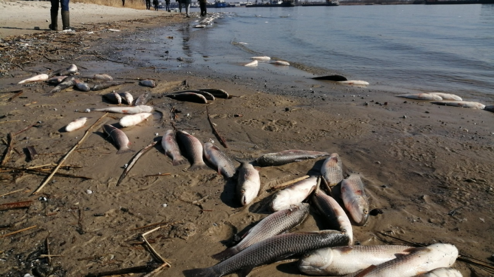 Ростовчане сообщили о массовой гибели рыбы в реке Дон