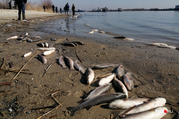 Одной из причин мора рыбы мог стать сброс химикатов Одной из причин мора рыбы мог стать сброс химикатов