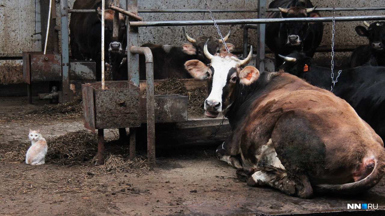 Судебные приставы арестовали коров в Ардатовском районе