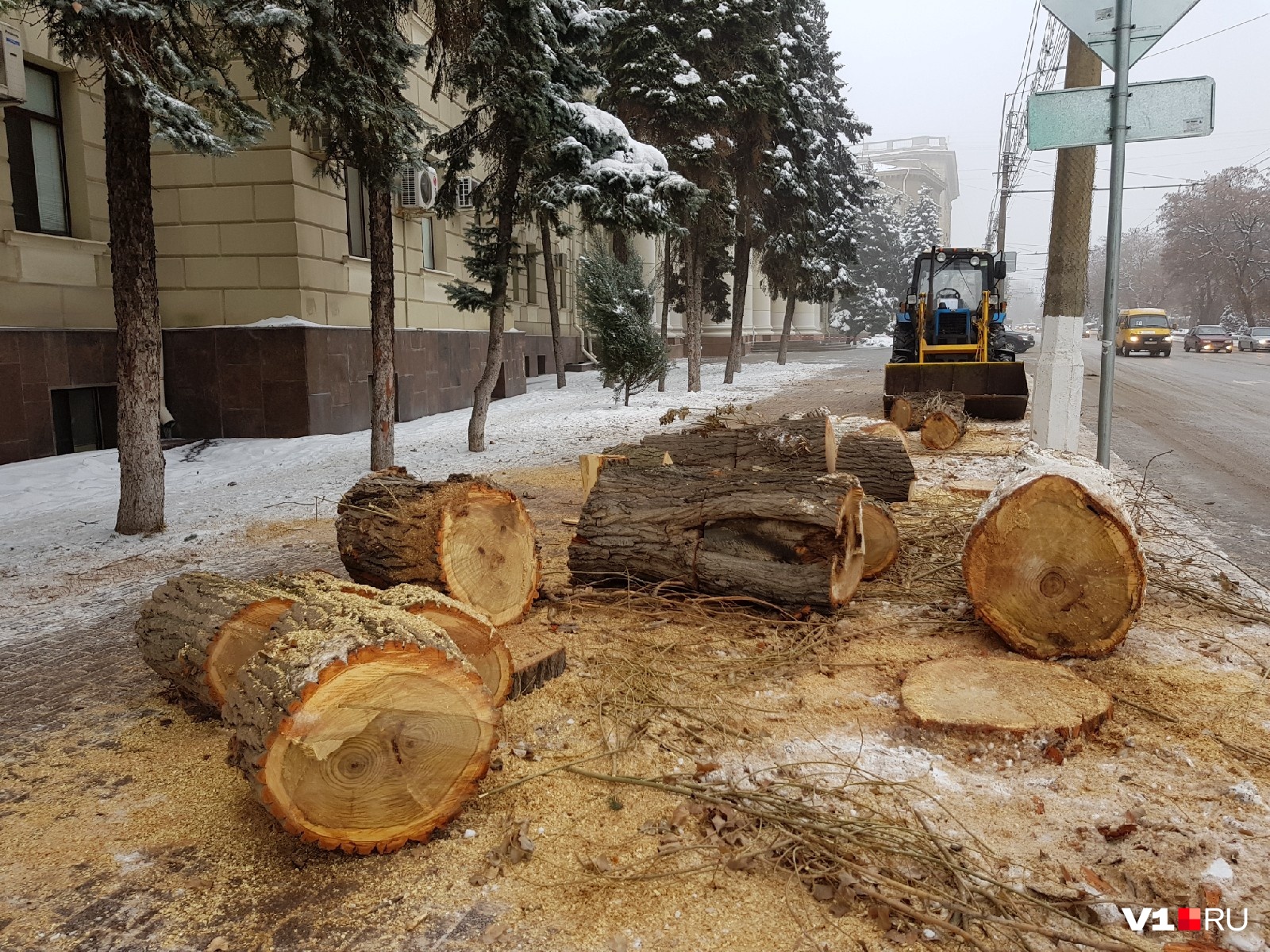 Пилим валежник. Вырубка деревьев. Вырубка деревьев в городе. Спиленные деревья в городе. Пилят дерево в городе.