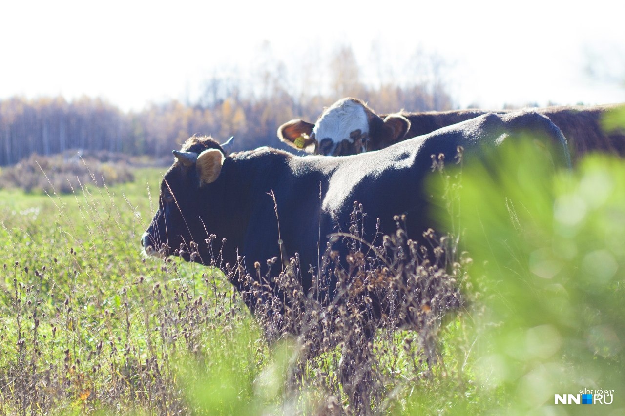 Москвич будет делать итальянские сыры из молока шведских
коров в Нижегородской области
