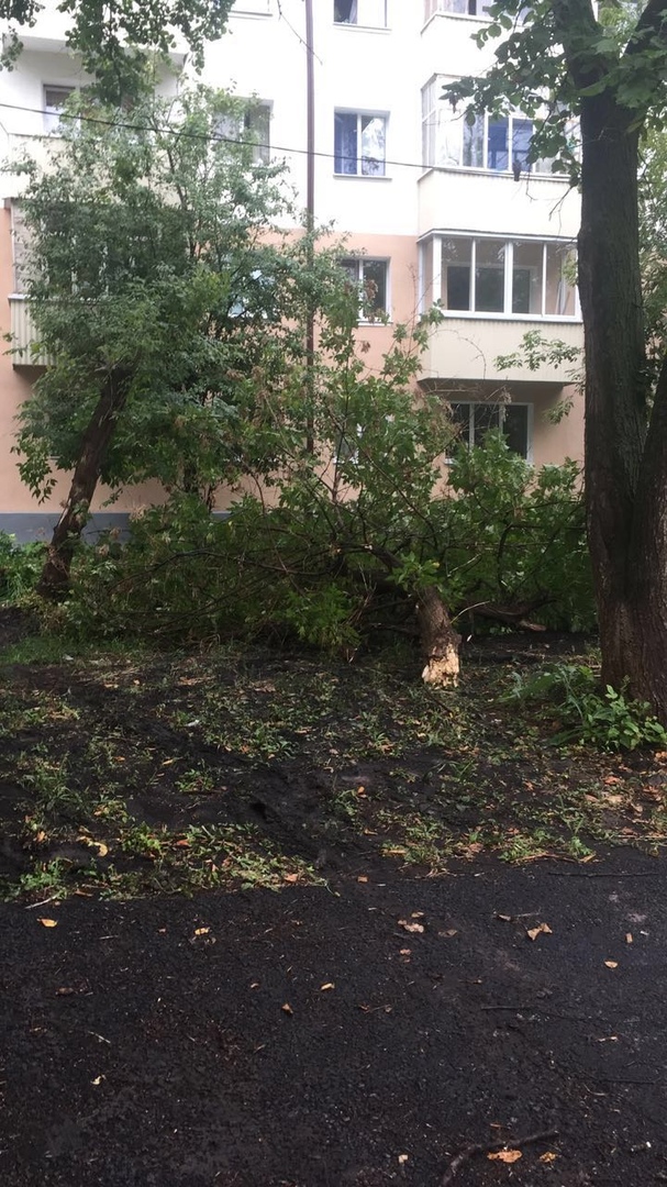 В Уфе на припаркованный на газоне автомобиль упало дерево