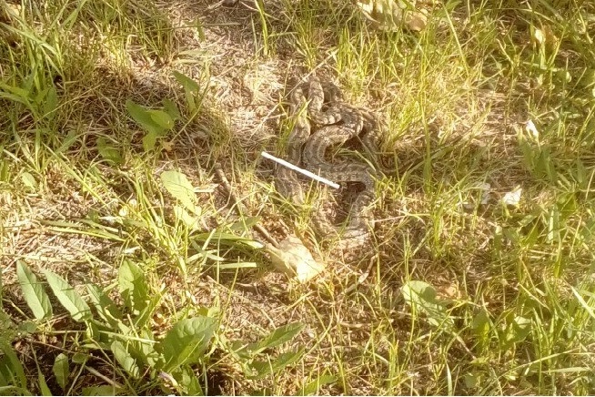 Именно такую змею поймали возле детского сада в «Солнечном»
