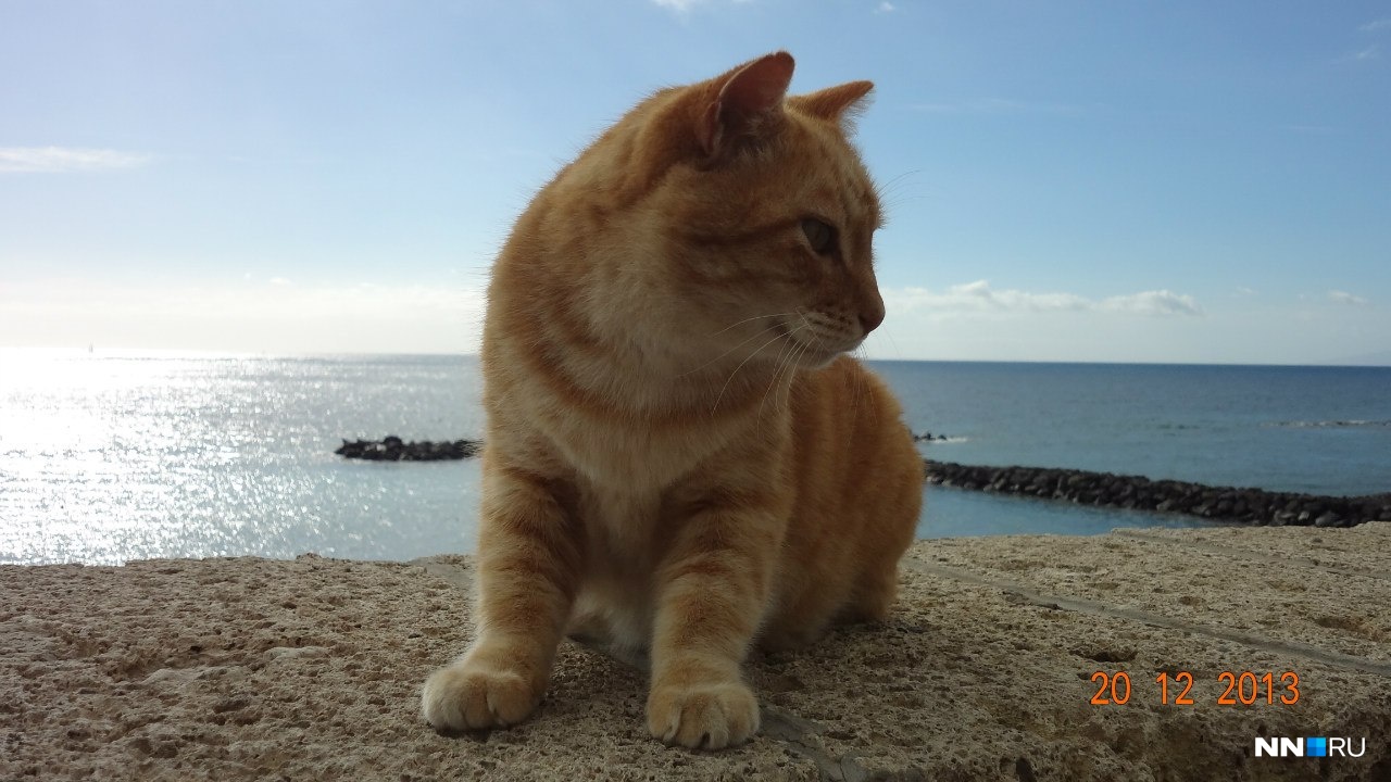 Портовый котик Портовый котик