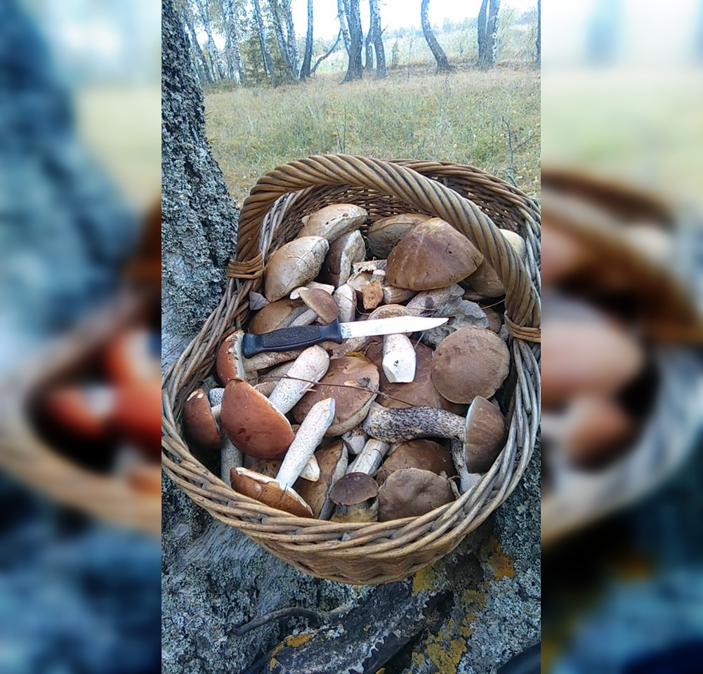 Похоже, грибное место рядом с деревней Бурмакино Похоже, грибное место рядом с деревней Бурмакино