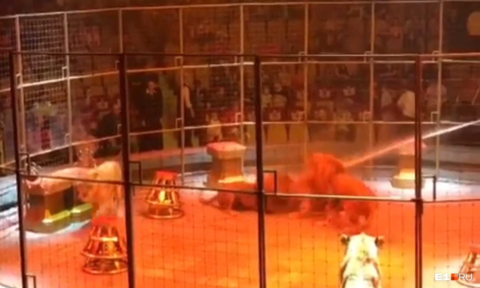 В Екатеринбургском цирке посреди представления два льва набросились на третьего: видео