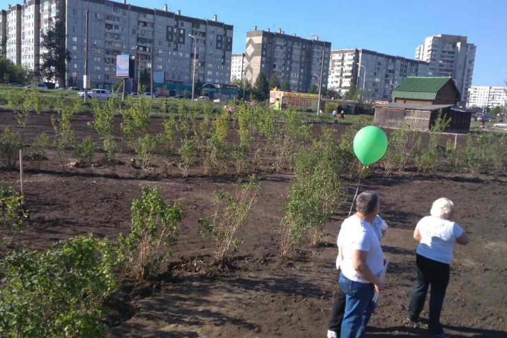 На месте скандального рынка в Северном высадили 1000 деревьев На месте скандального рынка в Северном высадили 1000 деревьев