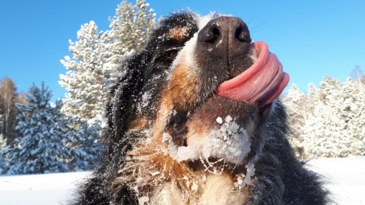 Пёс Филя принёс своему хозяину победу в конкурсе на лучшее фото февраля