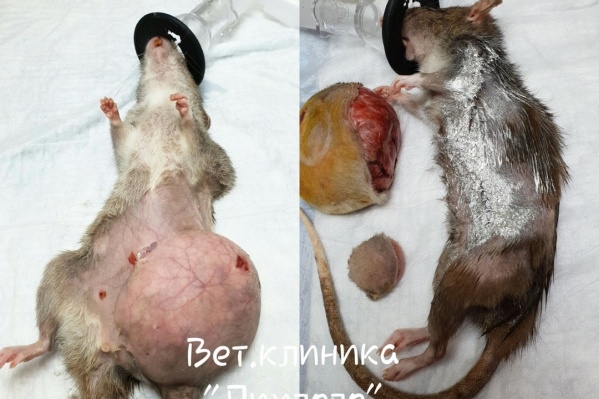 У грызунов часто возникают опухоли на гормональном фоне У грызунов часто возникают опухоли на гормональном фоне