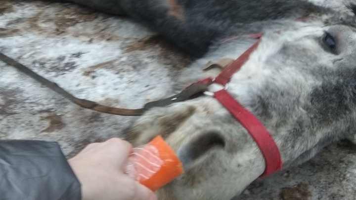 «Животные доживают последние дни»: нижегородка превратила частную конюшню в концлагерь для лошадей