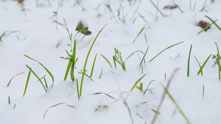 Синоптики рассказали, когда в Перми выпадет первый снег