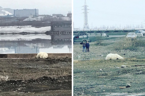 Мишку сфотографировали спящим Мишку сфотографировали спящим