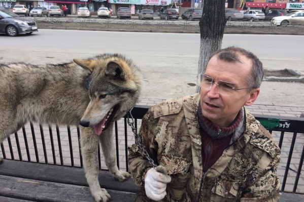 Сергей Панасенко часто выгуливает волка, енотов и лисицу Сергей Панасенко часто выгуливает волка, енотов и лисицу