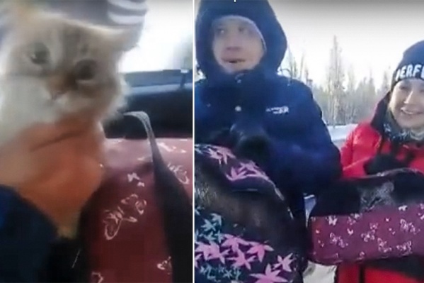 Семья вместе со своими питомцами ехала к родным в Минусинск на Новый год Семья вместе со своими питомцами ехала к родным в Минусинск на Новый год