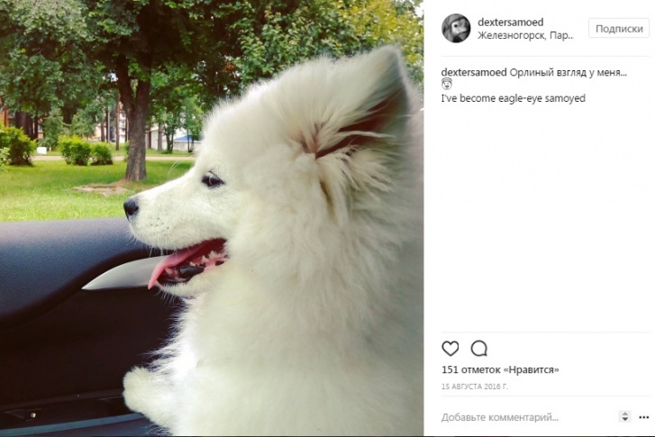 К фотографиям владелец аккаунта придумывает забавные подписи К фотографиям владелец аккаунта придумывает забавные подписи