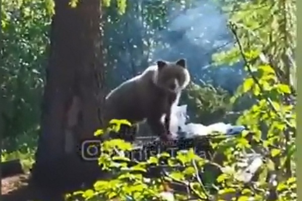Снимающие люди ни капли не смутили хищника Снимающие люди ни капли не смутили хищника