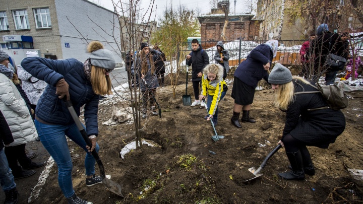 Снова зелено: новосибирцы скинулись и посадили новые деревья у лицея на Советской