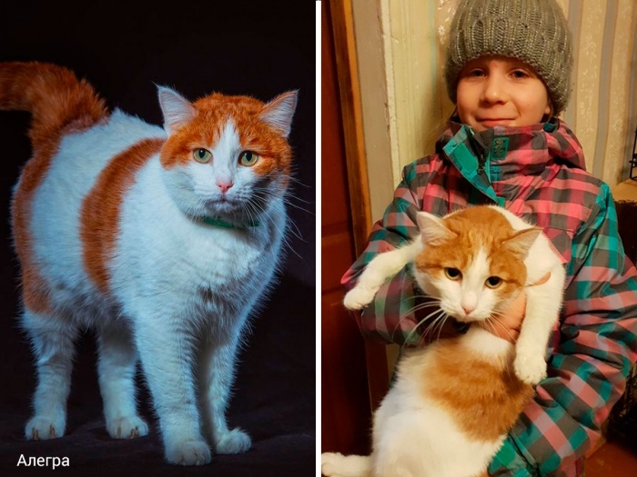 Кошка Алегра чуть меньше своего нового хозяина Кошка Алегра чуть меньше своего нового хозяина