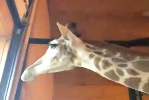 «Люблю тебя, моя девочка!»: смотрим, как жирафу Радуге из «Лимпопо» делают массаж