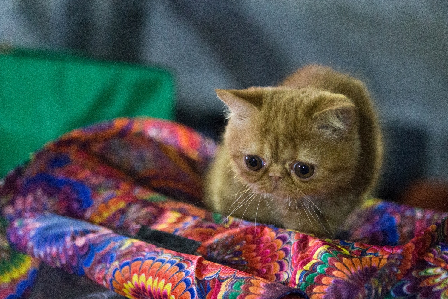 Глядя на некоторых котят, невозможно не умилиться Глядя на некоторых котят, невозможно не умилиться