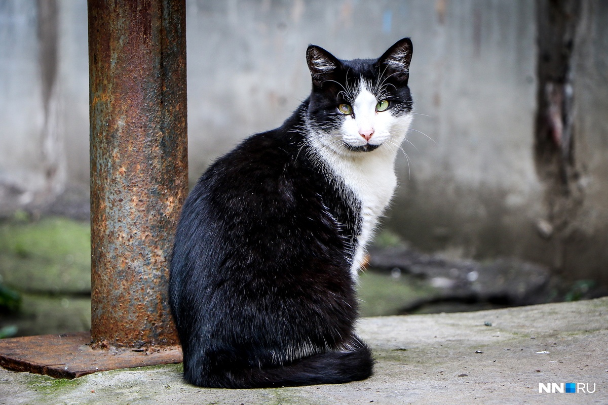 Black cat нижний новгород