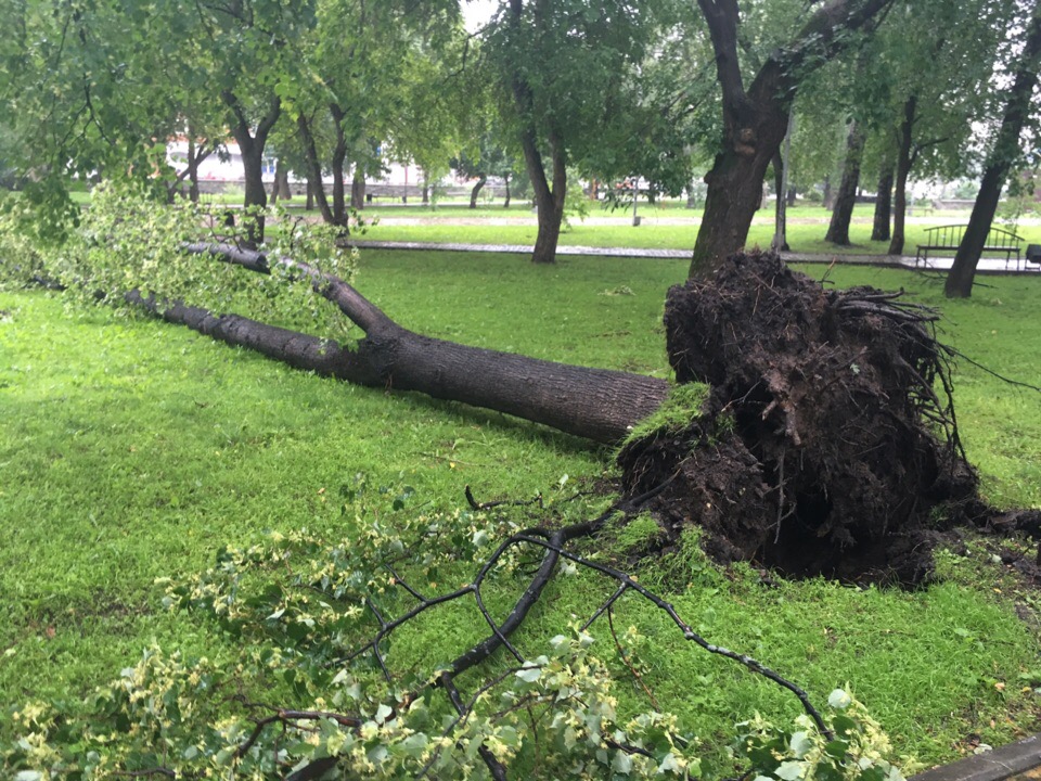 МЧС предупреждало не зря: в Перми ураган повалил деревья. Собираем информацию в режиме онлайн