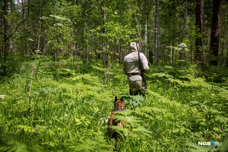 За год новосибирским охотникам можно добыть трёх рысей и несколько сотен соболей