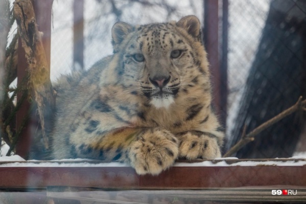 Серебрянке в мае исполнится один год Серебрянке в мае исполнится один год