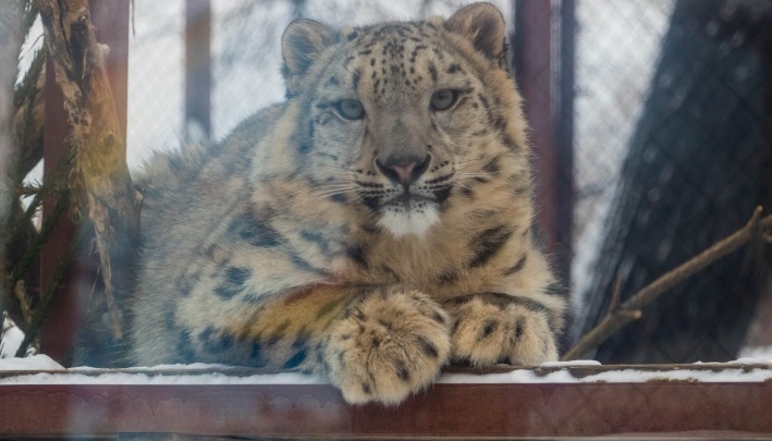 Милота дня: Пермский зоопарк показал видео, на котором барсенок делает лапой «пуф-пуф»
