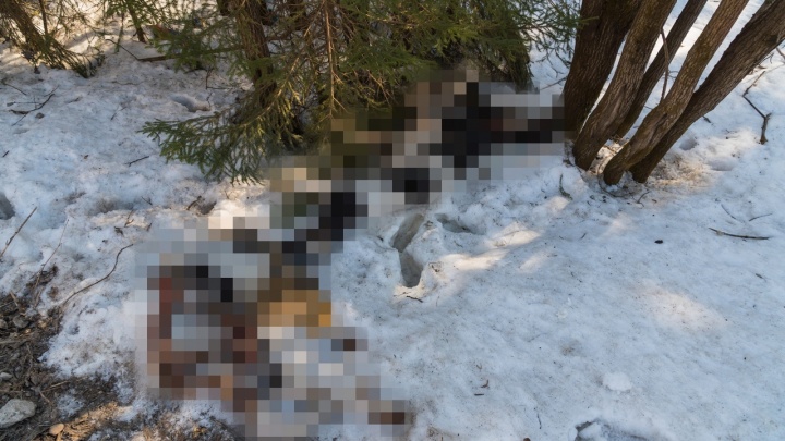 В Пермском крае проверят обстоятельства гибели телят, тела которых нашли на обочине трассы