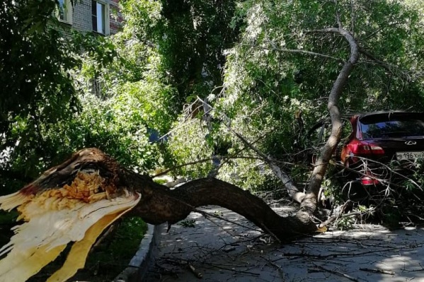 Дерево повредило только автомобиль Дерево повредило только автомобиль