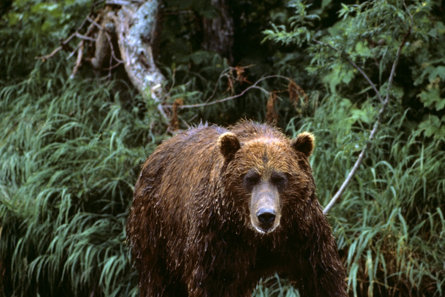 Медведь напал на женщину в Новосибирской области