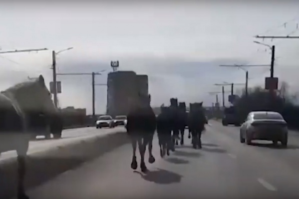 Лошади бежали по проезжей части Лошади бежали по проезжей части