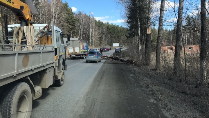 На Чусовском тракте на проезжающие машины рухнуло дерево