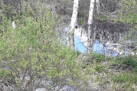 Воды реки Ушаковки оказались сильно загрязнены Воды реки Ушаковки оказались сильно загрязнены