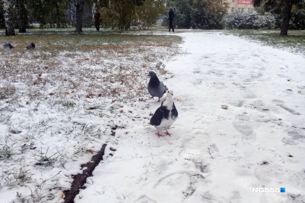 В Омске будет теплее, чем в области В Омске будет теплее, чем в области