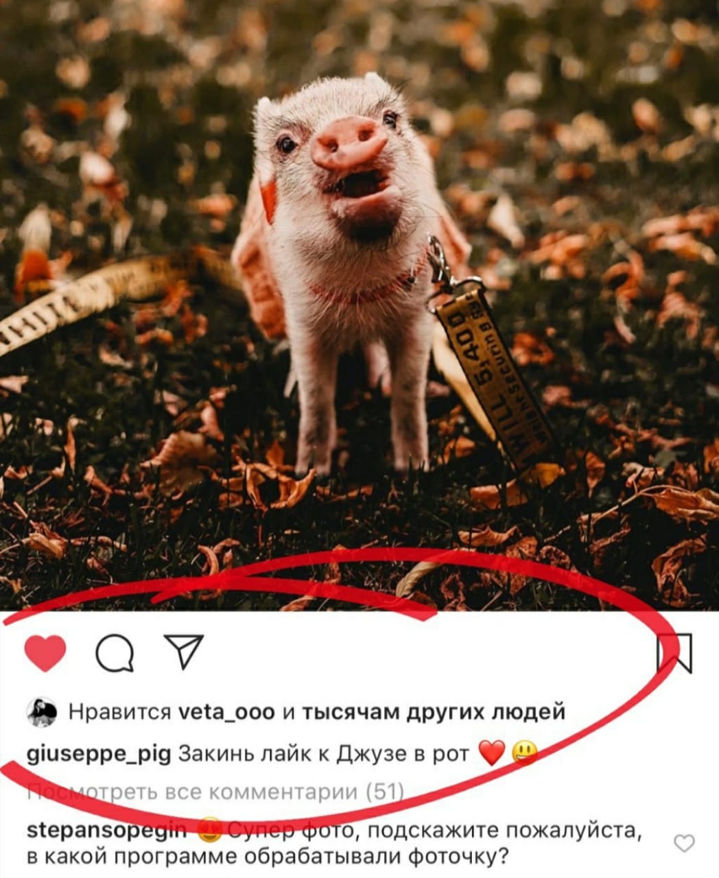 Лайки, например, пропали у екатеринбургского мини-пига-блогера. Историю Джузеппы, у которого подписчиков больше, чем у вас, мы <a href="https://www.e1.ru/news/spool/news_id-65727451.html" target="_blank" class="_">рассказывали год назад</a> Лайки, например, пропали у екатеринбургского мини-пига-блогера. Историю Джузеппы, у которого подписчиков больше, чем у вас, мы <a href="https://www.e1.ru/news/spool/news_id-65727451.html" target="_blank" class="_">рассказывали год назад</a>