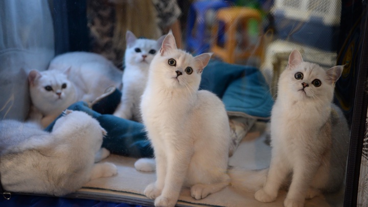 Самый мимимишный фоторепортаж этого дня: лучшие кадры с выставки кошек в Екатеринбурге
