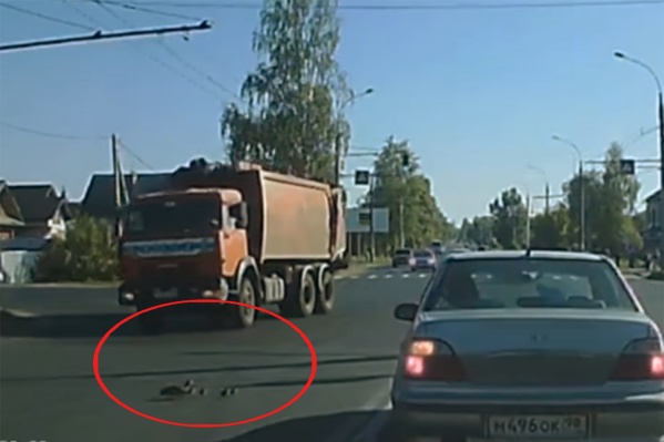 Уток на дороге видят уже не первый раз Уток на дороге видят уже не первый раз