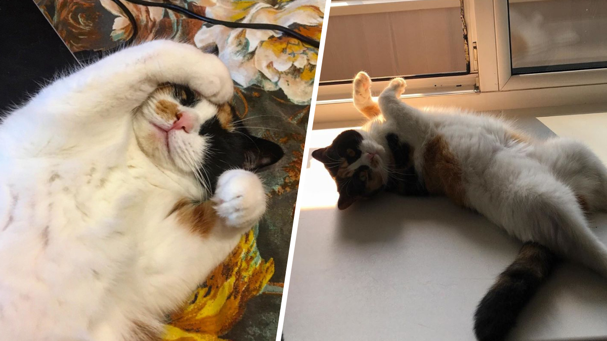 Кошка Зина очень любит позировать Кошка Зина очень любит позировать