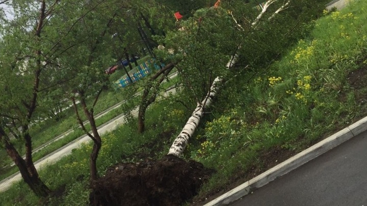Жертвы всё же есть: в Нижнем Тагиле поваленное ветром дерево убило екатеринбуржца