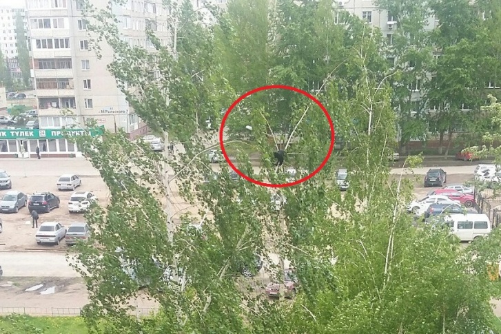 Животное пытались спасти Животное пытались спасти
