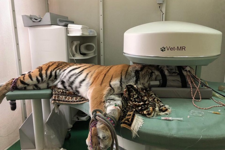 На обследование тигрицы врачи потратили 4 часа