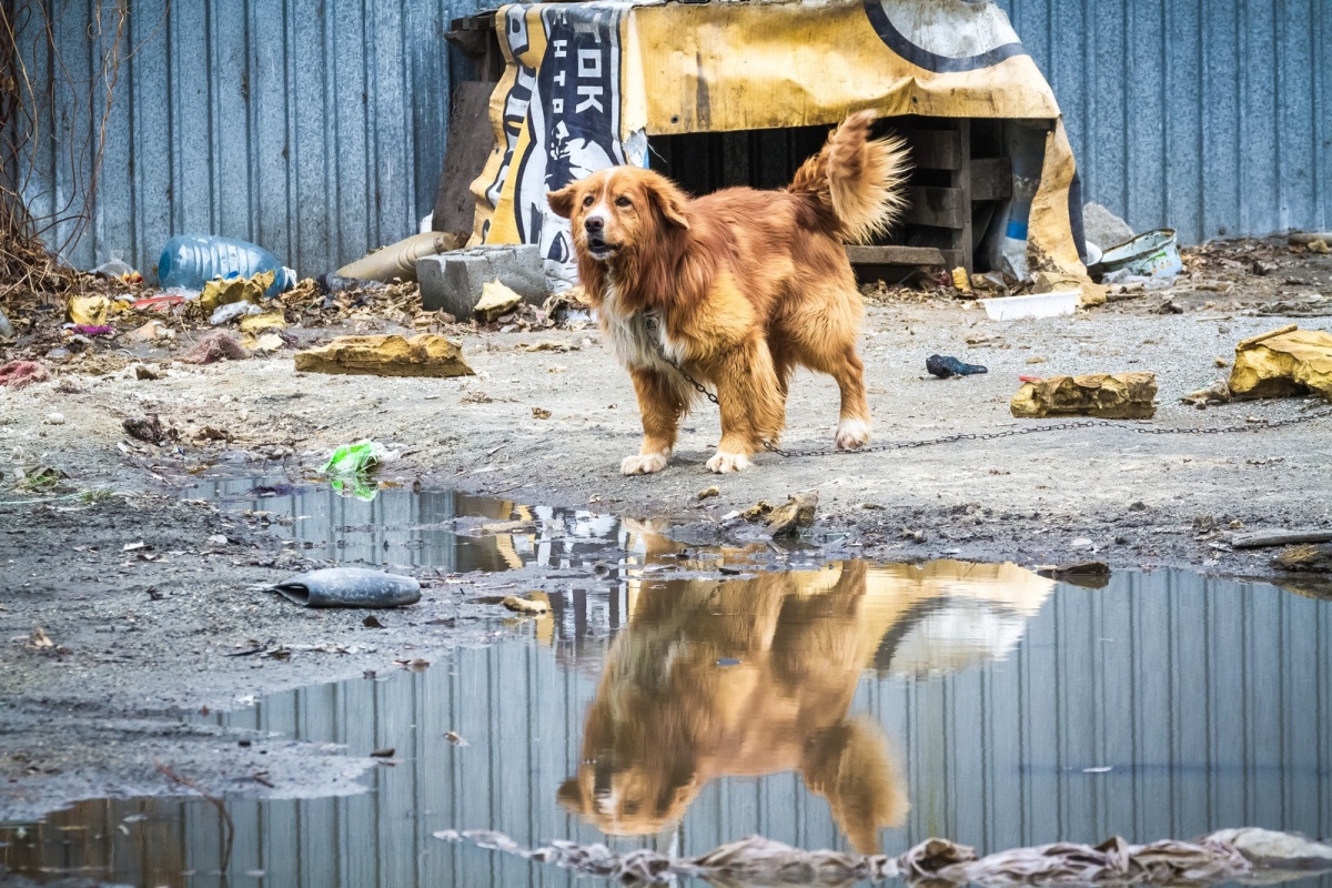 До конца 2018 года в городе должны отловить 3,5 тысячи бездомных кошек и собак